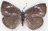  (Cephetola maculata - MLIB-2179)  @13 [ ] CreativeCommons - Attribution Non-Commercial Share-Alike (2017) Michel Libert Centre for Biodiversity Genomics