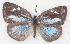  ( - MLIB-2182)  @12 [ ] CreativeCommons - Attribution Non-Commercial Share-Alike (2017) Michel Libert Centre for Biodiversity Genomics