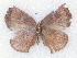  (Aslauga cf. perspicua - MLIB-2303)  @11 [ ] CreativeCommons - Attribution Non-Commercial Share-Alike (2018) Michel Libert Centre for Biodiversity Genomics