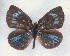  ( - MLIB-2305)  @11 [ ] CreativeCommons - Attribution Non-Commercial Share-Alike (2018) Michel Libert Centre for Biodiversity Genomics