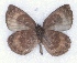  ( - MLIB-2305)  @11 [ ] CreativeCommons - Attribution Non-Commercial Share-Alike (2018) Michel Libert Centre for Biodiversity Genomics