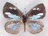  ( - MLIB-2323)  @11 [ ] CreativeCommons - Attribution Non-Commercial Share-Alike (2018) Michel Libert Centre for Biodiversity Genomics