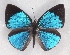  ( - MLIB-2330)  @11 [ ] CreativeCommons - Attribution Non-Commercial Share-Alike (2018) Michel Libert Centre for Biodiversity Genomics