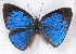  ( - MLIB-2335)  @11 [ ] CreativeCommons - Attribution Non-Commercial Share-Alike (2018) Michel Libert Centre for Biodiversity Genomics