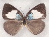  ( - MLIB-2336)  @11 [ ] CreativeCommons - Attribution Non-Commercial Share-Alike (2018) Michel Libert Centre for Biodiversity Genomics