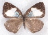  ( - MLIB-2337)  @11 [ ] CreativeCommons - Attribution Non-Commercial Share-Alike (2018) Michel Libert Centre for Biodiversity Genomics