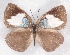  ( - MLIB-2338)  @11 [ ] CreativeCommons - Attribution Non-Commercial Share-Alike (2018) Michel Libert Centre for Biodiversity Genomics