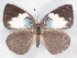  ( - MLIB-2341)  @11 [ ] CreativeCommons - Attribution Non-Commercial Share-Alike (2018) Michel Libert Centre for Biodiversity Genomics