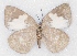  ( - MLIB-2341)  @11 [ ] CreativeCommons - Attribution Non-Commercial Share-Alike (2018) Michel Libert Centre for Biodiversity Genomics