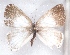  (Cupidesthes gabunica - MLIB-2349)  @11 [ ] CreativeCommons - Attribution Non-Commercial Share-Alike (2018) Michel Libert Centre for Biodiversity Genomics