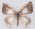  ( - MLIB-2350)  @11 [ ] CreativeCommons - Attribution Non-Commercial Share-Alike (2018) Michel Libert Centre for Biodiversity Genomics