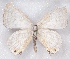  ( - MLIB-2350)  @11 [ ] CreativeCommons - Attribution Non-Commercial Share-Alike (2018) Michel Libert Centre for Biodiversity Genomics