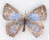  (Cupidesthes robusta - MLIB-2351)  @11 [ ] CreativeCommons - Attribution Non-Commercial Share-Alike (2018) Michel Libert Centre for Biodiversity Genomics