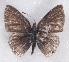 (Anthene akoe - MLIB-2354)  @11 [ ] CreativeCommons - Attribution Non-Commercial Share-Alike (2018) Michel Libert Centre for Biodiversity Genomics