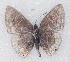  ( - MLIB-2354)  @11 [ ] CreativeCommons - Attribution Non-Commercial Share-Alike (2018) Michel Libert Centre for Biodiversity Genomics