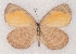  ( - MLIB-2360)  @11 [ ] CreativeCommons - Attribution Non-Commercial Share-Alike (2018) Michel Libert Centre for Biodiversity Genomics