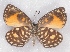 ( - MLIB-2365)  @11 [ ] CreativeCommons - Attribution Non-Commercial Share-Alike (2018) Michel Libert Centre for Biodiversity Genomics