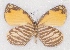  ( - MLIB-2383)  @13 [ ] CreativeCommons - Attribution Non-Commercial Share-Alike (2018) Michel Libert Centre for Biodiversity Genomics