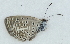  ( - MLIB-2389)  @11 [ ] CreativeCommons - Attribution Non-Commercial Share-Alike (2018) Michel Libert Centre for Biodiversity Genomics