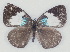  ( - MLIB-2413)  @11 [ ] CreativeCommons - Attribution Non-Commercial Share-Alike (2018) Michel Libert Centre for Biodiversity Genomics