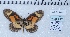  ( - MLIB-2459)  @11 [ ] CreativeCommons - Attribution Non-Commercial Share-Alike (2018) Michel Libert Centre for Biodiversity Genomics