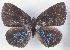  ( - MLIB-2504)  @11 [ ] CreativeCommons - Attribution Non-Commercial Share-Alike (2019) Michel Libert Centre for Biodiversity Genomics