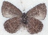  ( - MLIB-2504)  @11 [ ] CreativeCommons - Attribution Non-Commercial Share-Alike (2019) Michel Libert Centre for Biodiversity Genomics