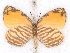  ( - MLIB-2511)  @13 [ ] CreativeCommons - Attribution Non-Commercial Share-Alike (2019) Michel Libert Centre for Biodiversity Genomics
