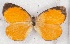  ( - MLIB-2517)  @11 [ ] CreativeCommons - Attribution Non-Commercial Share-Alike (2019) Michel Libert Centre for Biodiversity Genomics