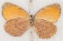  ( - MLIB-2517)  @11 [ ] CreativeCommons - Attribution Non-Commercial Share-Alike (2019) Michel Libert Centre for Biodiversity Genomics