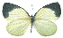  (Liptena decipiens - MLIB-2533)  @11 [ ] CreativeCommons - Attribution Non-Commercial Share-Alike (2019) Michel Libert Centre for Biodiversity Genomics