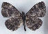  (Micropentila mukanirwae - MLIB-2551)  @11 [ ] CreativeCommons - Attribution Non-Commercial Share-Alike (2019) Michel Libert Centre for Biodiversity Genomics