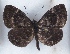  (Micropentila katerae - MLIB-2553)  @11 [ ] CreativeCommons - Attribution Non-Commercial Share-Alike (2019) Michel Libert Centre for Biodiversity Genomics