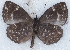  ( - MLIB-2553)  @11 [ ] CreativeCommons - Attribution Non-Commercial Share-Alike (2019) Michel Libert Centre for Biodiversity Genomics