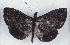  ( - MLIB-2555)  @11 [ ] CreativeCommons - Attribution Non-Commercial Share-Alike (2019) Michel Libert Centre for Biodiversity Genomics
