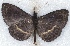  ( - MLIB-2555)  @11 [ ] CreativeCommons - Attribution Non-Commercial Share-Alike (2019) Michel Libert Centre for Biodiversity Genomics