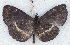  ( - MLIB-2556)  @11 [ ] CreativeCommons - Attribution Non-Commercial Share-Alike (2019) Michel Libert Centre for Biodiversity Genomics