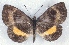  ( - MLIB-2557)  @11 [ ] CreativeCommons - Attribution Non-Commercial Share-Alike (2019) Michel Libert Centre for Biodiversity Genomics