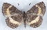  ( - MLIB-2557)  @11 [ ] CreativeCommons - Attribution Non-Commercial Share-Alike (2019) Michel Libert Centre for Biodiversity Genomics