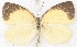  ( - MLIB-2609)  @11 [ ] by-nc-na (2020) Michel Libert Centre for Biodiversity Genomics