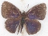  ( - MLIB-2615)  @11 [ ] by-nc-na (2020) Michel Libert Centre for Biodiversity Genomics