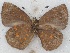  ( - MLIB-2616)  @11 [ ] by-nc-na (2020) Michel Libert Centre for Biodiversity Genomics