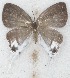  ( - MLIB-2619)  @11 [ ] by-nc-na (2020) Michel Libert Centre for Biodiversity Genomics