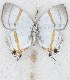  ( - MLIB-2619)  @11 [ ] by-nc-na (2020) Michel Libert Centre for Biodiversity Genomics