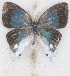  ( - MLIB-2620)  @11 [ ] by-nc-na (2020) Michel Libert Centre for Biodiversity Genomics