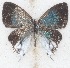  ( - MLIB-2621)  @11 [ ] by-nc-na (2020) Michel Libert Centre for Biodiversity Genomics