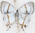  ( - MLIB-2621)  @11 [ ] by-nc-na (2020) Michel Libert Centre for Biodiversity Genomics