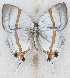  ( - MLIB-2622)  @11 [ ] by-nc-na (2020) Michel Libert Centre for Biodiversity Genomics