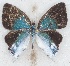  ( - MLIB-2623)  @11 [ ] by-nc-na (2020) Michel Libert Centre for Biodiversity Genomics