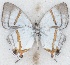  ( - MLIB-2623)  @11 [ ] by-nc-na (2020) Michel Libert Centre for Biodiversity Genomics